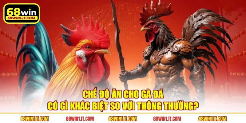 Chế độ ăn cho gà đá có gì khác biệt so với thông thường?